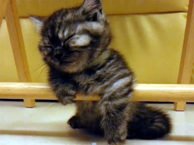 棒につかまったまま寝る子猫1