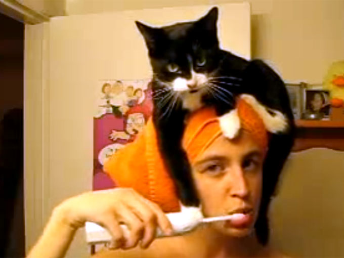 頭に猫を乗せて歯磨きする飼い主