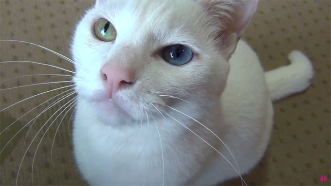 オッドアイの瞳で見つめる白猫ユキ