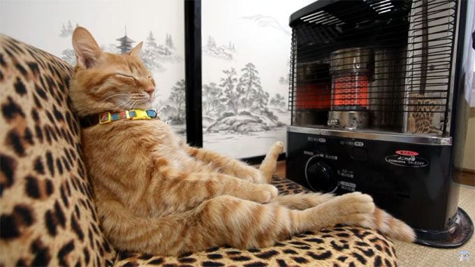 ストーブの前で暖まる猫